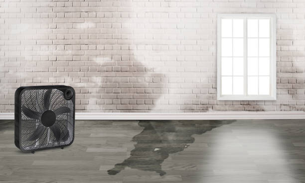 Trusted Three Oaks, MI Water damage restoration Experts